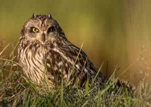 2698 Fotograf  Henning Bossen  -  Short-eared Owl  